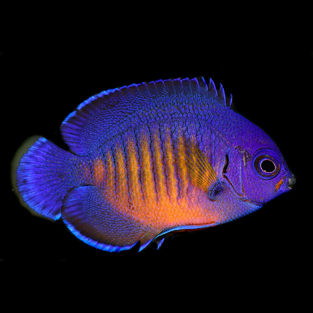 Coral Beauty Angelfish