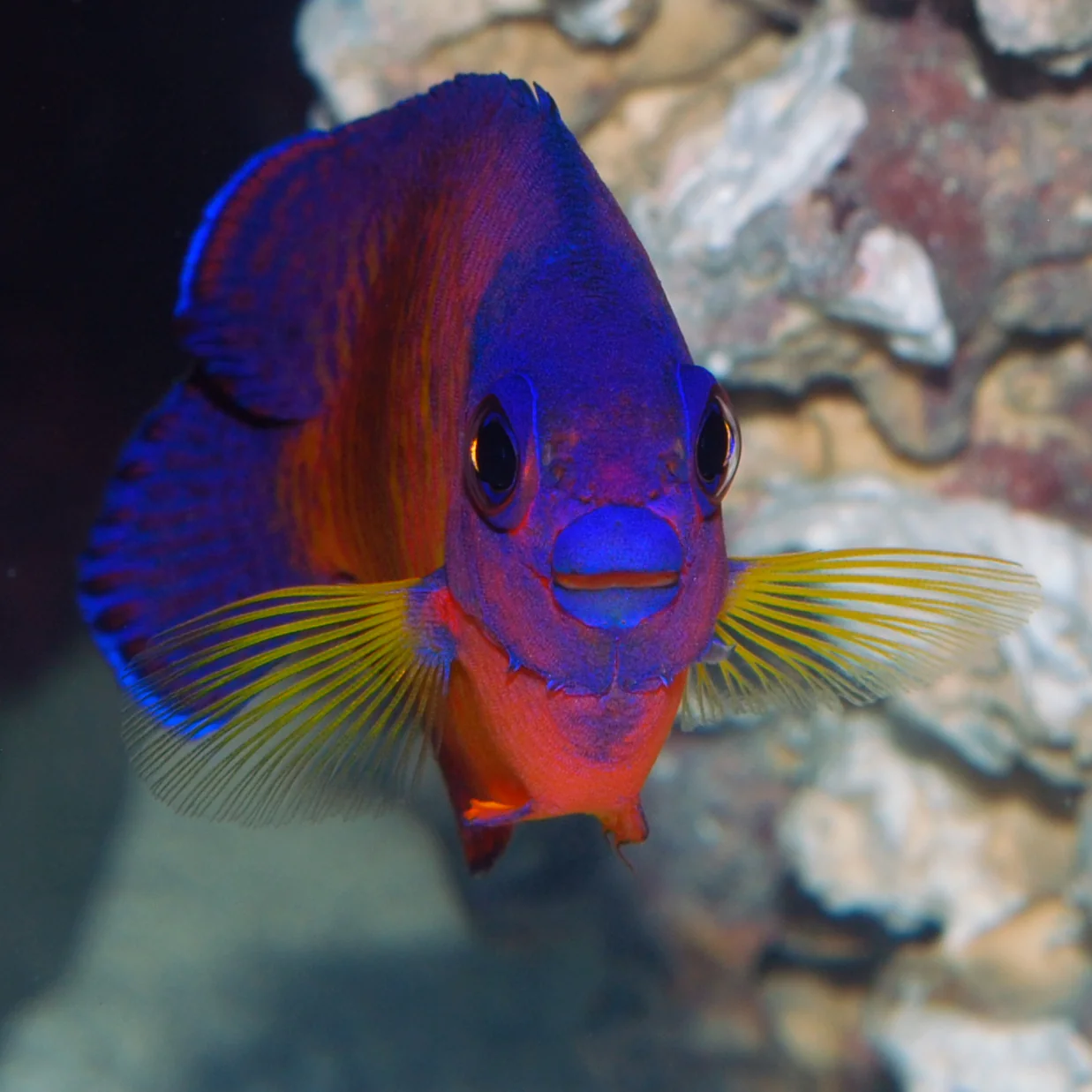 Coral Beauty Angelfish - Image 2