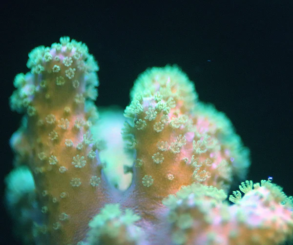 Fuzzy Fat Finger Sinularia - Image 5